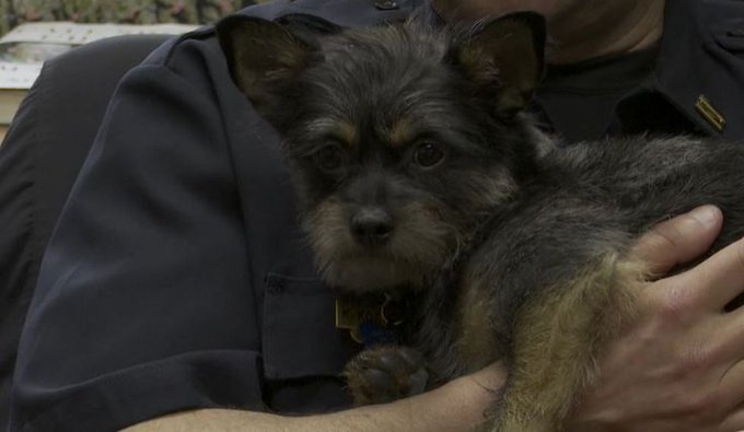 Nora a mixed terrier female dog joins the Wichita Police Department