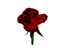 rose - rose