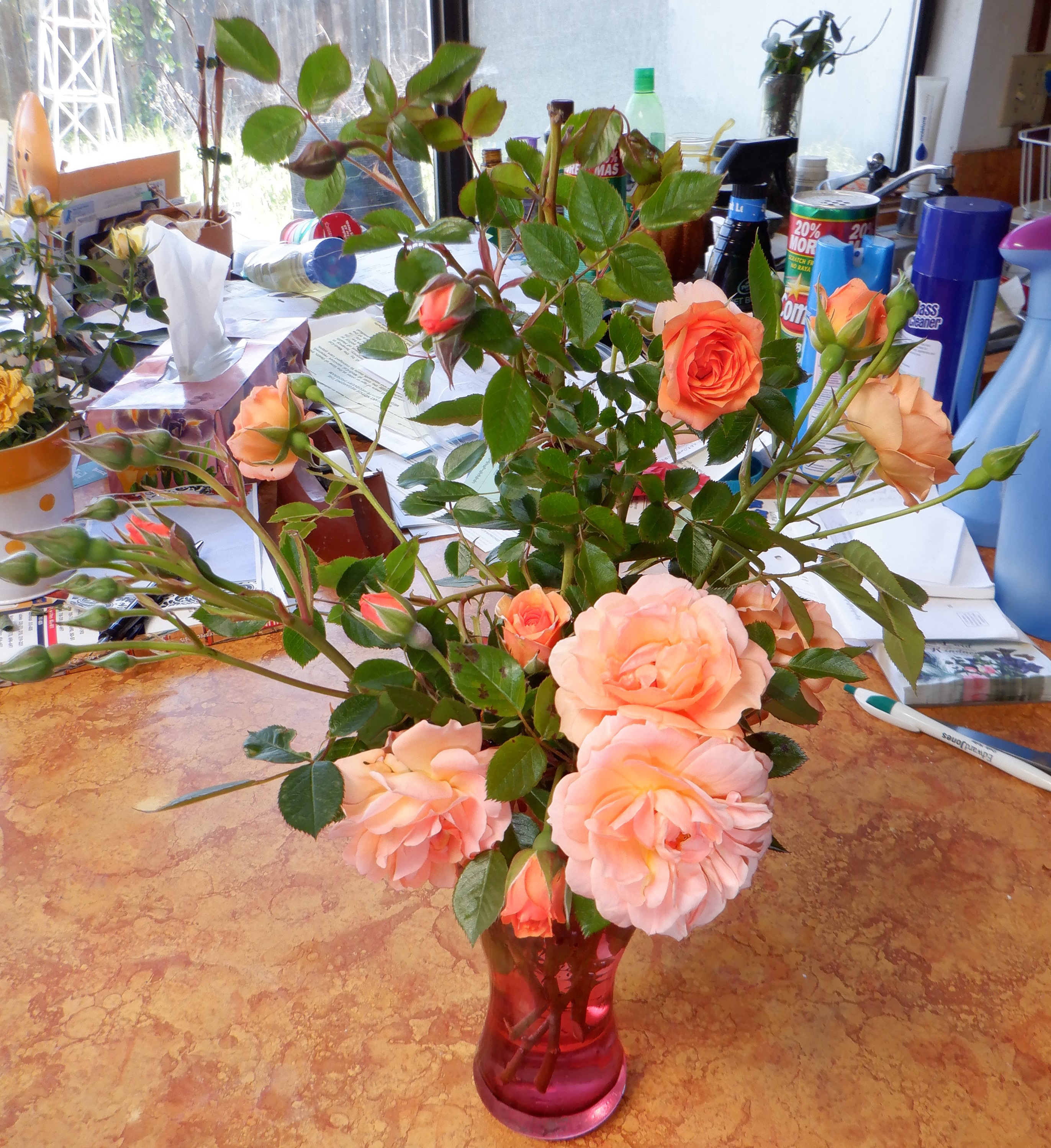 Roses I trimmed off of neighbor's rose bushes yesterday Roses I trimmed off of neighbor's rose bushes yesterday