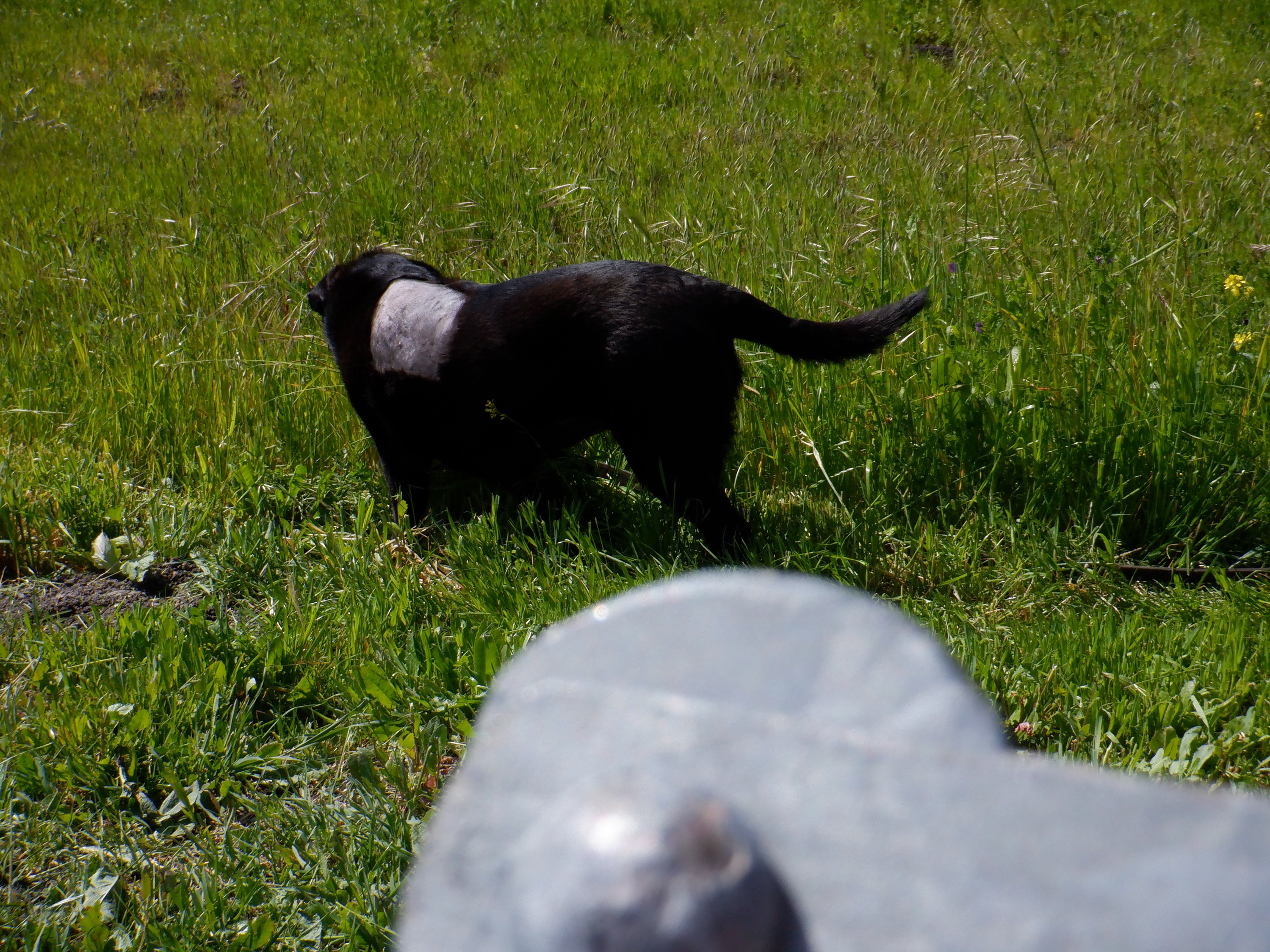 Photo I took of Angel being interested in grass Photo I took of Angel being interested in grass