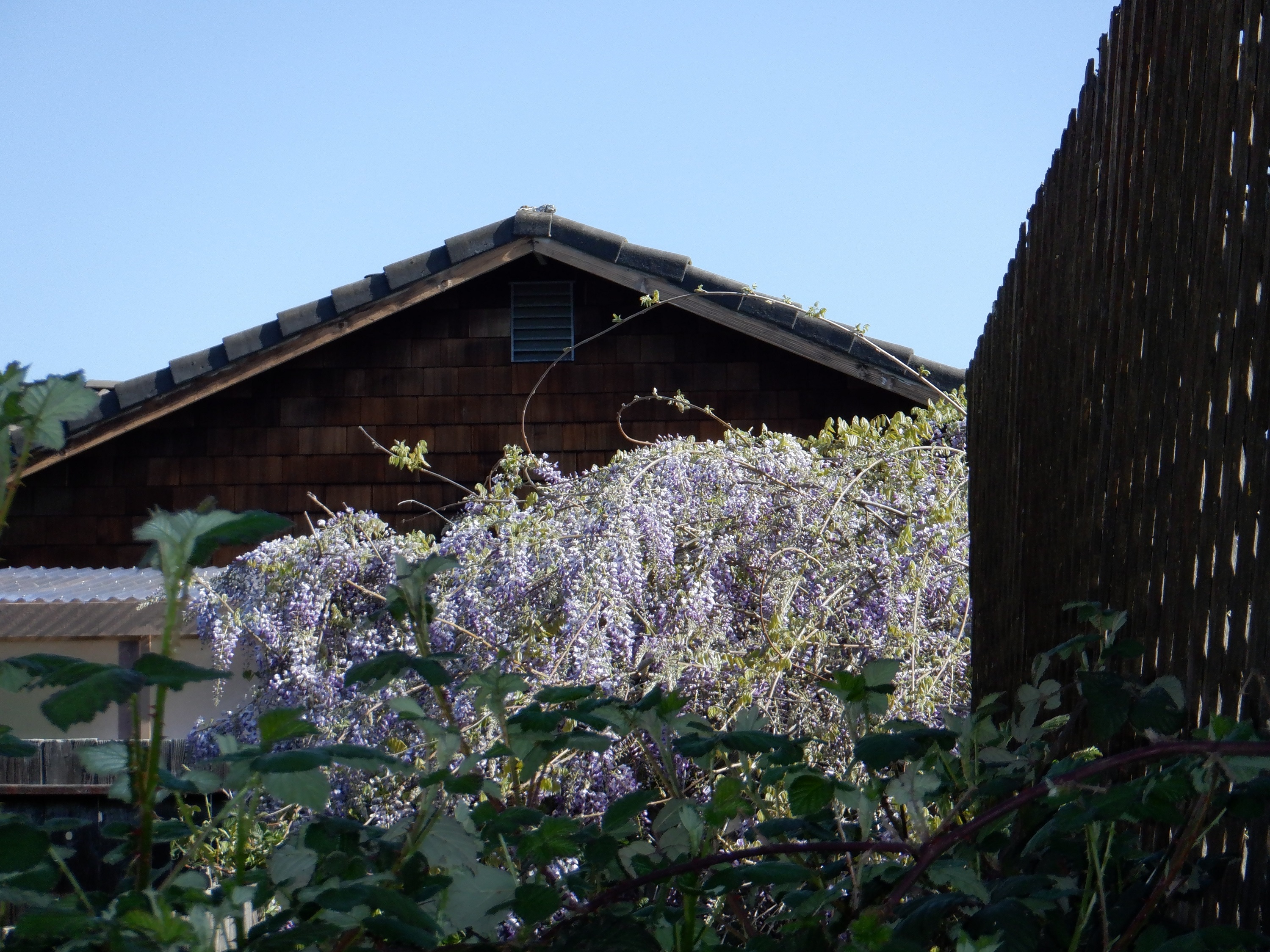 Photo I took over the side fence when I was pulling weeds Photo I took over the side fence when I was pulling weeds