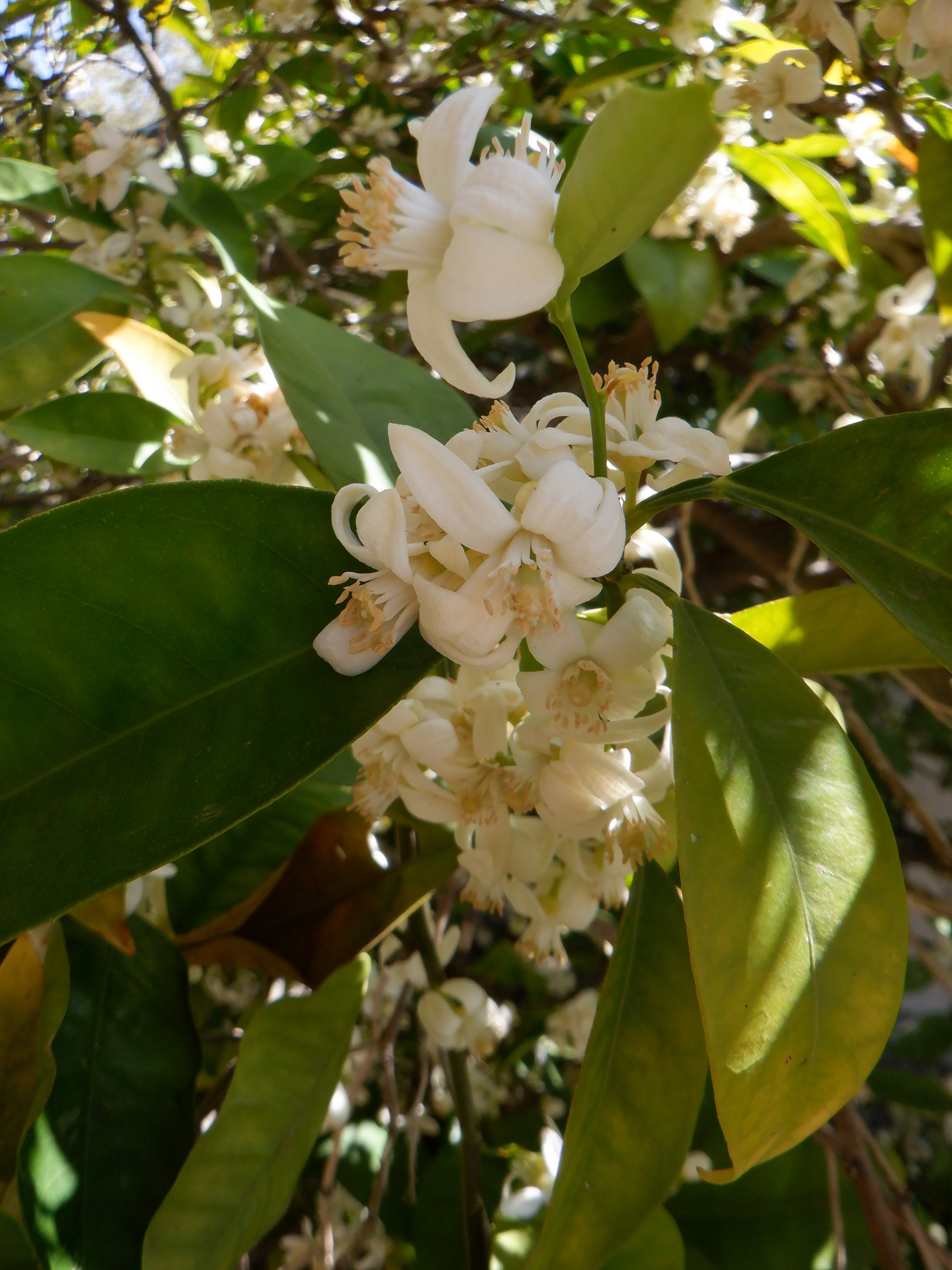 Photo I took of the blossoms on my orange tree 4-14-21