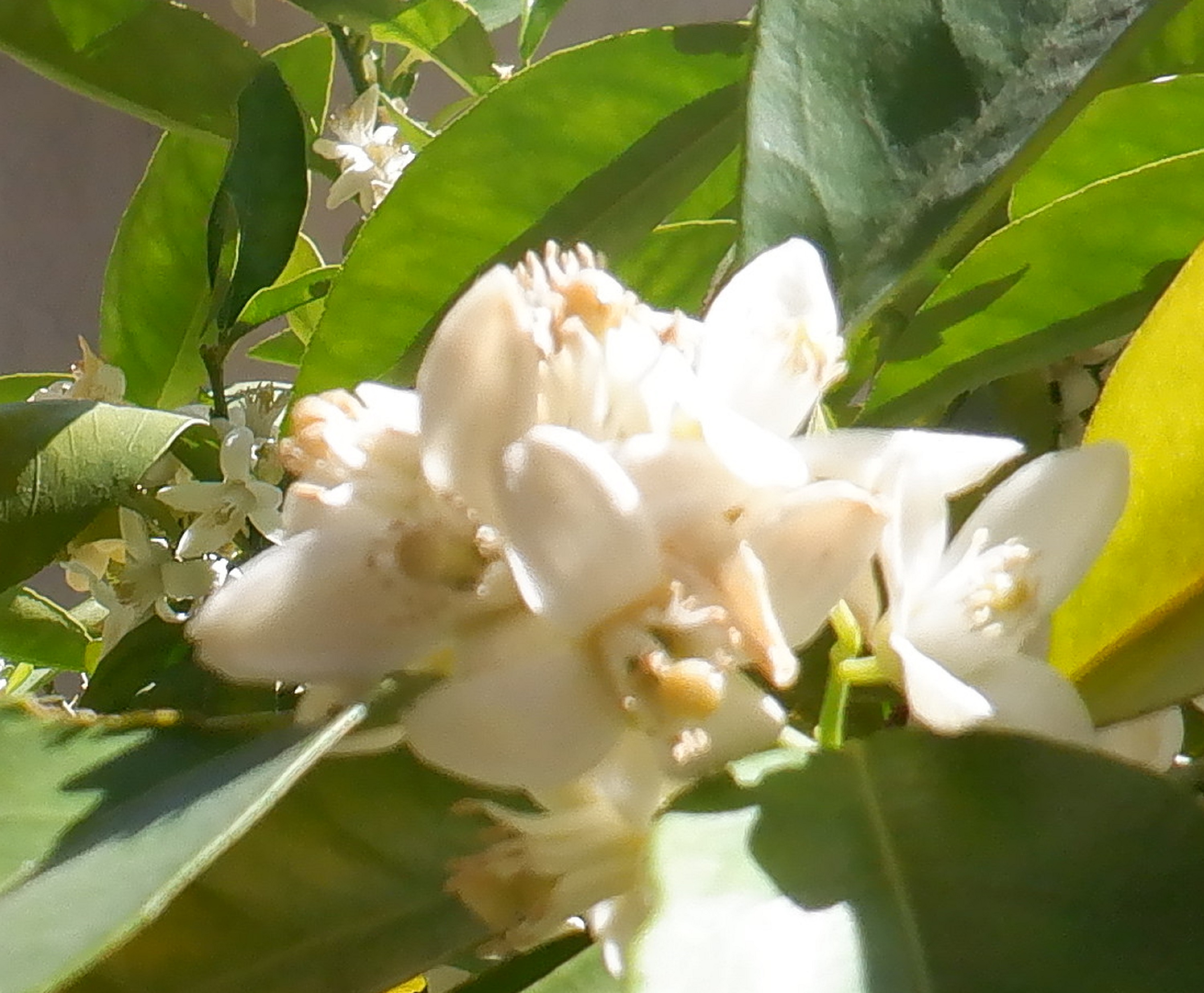 Another photo of orange blossoms in the front yard