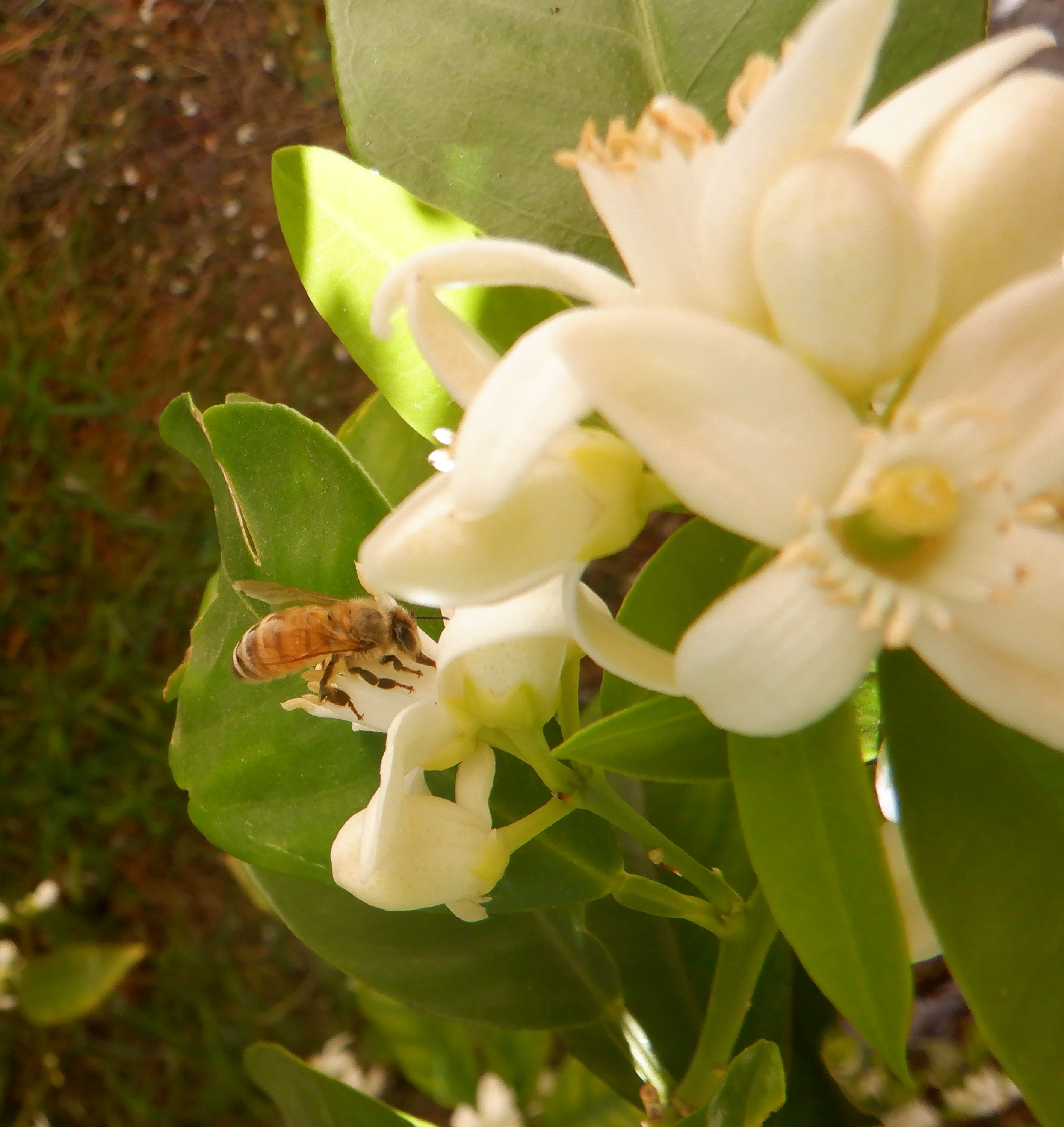 Photo I took of a bee on an orange blossom 