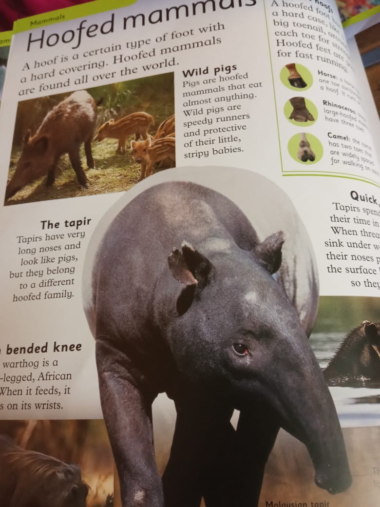Tapirs the Hoofed animals Tapirs the Hoofed animals