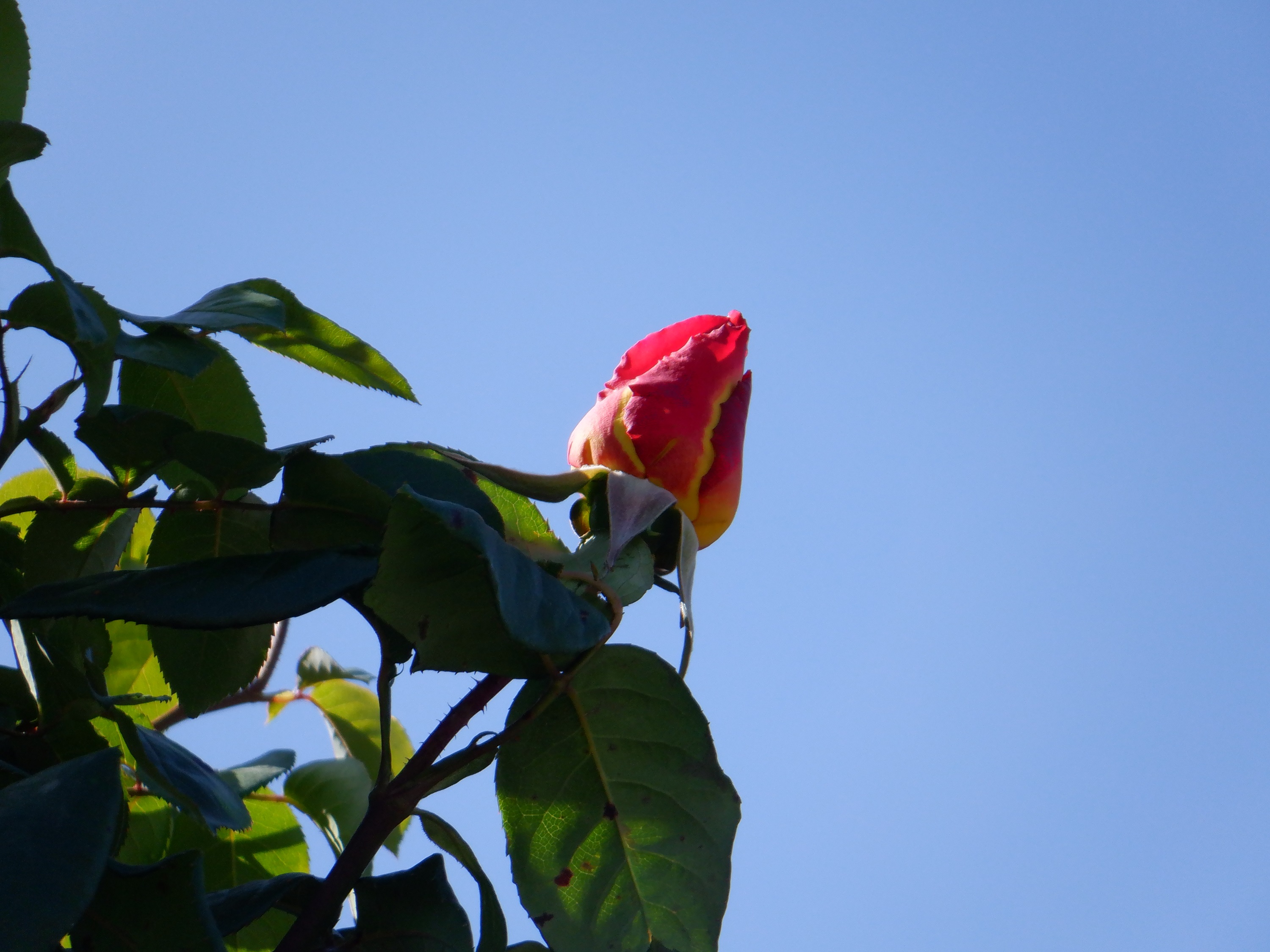Photo taken by me 4-15-21