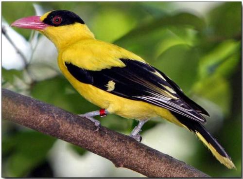 Black-naped Oriode - Beautiful bird, yellow feather, blue beak,