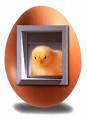 egg - egg