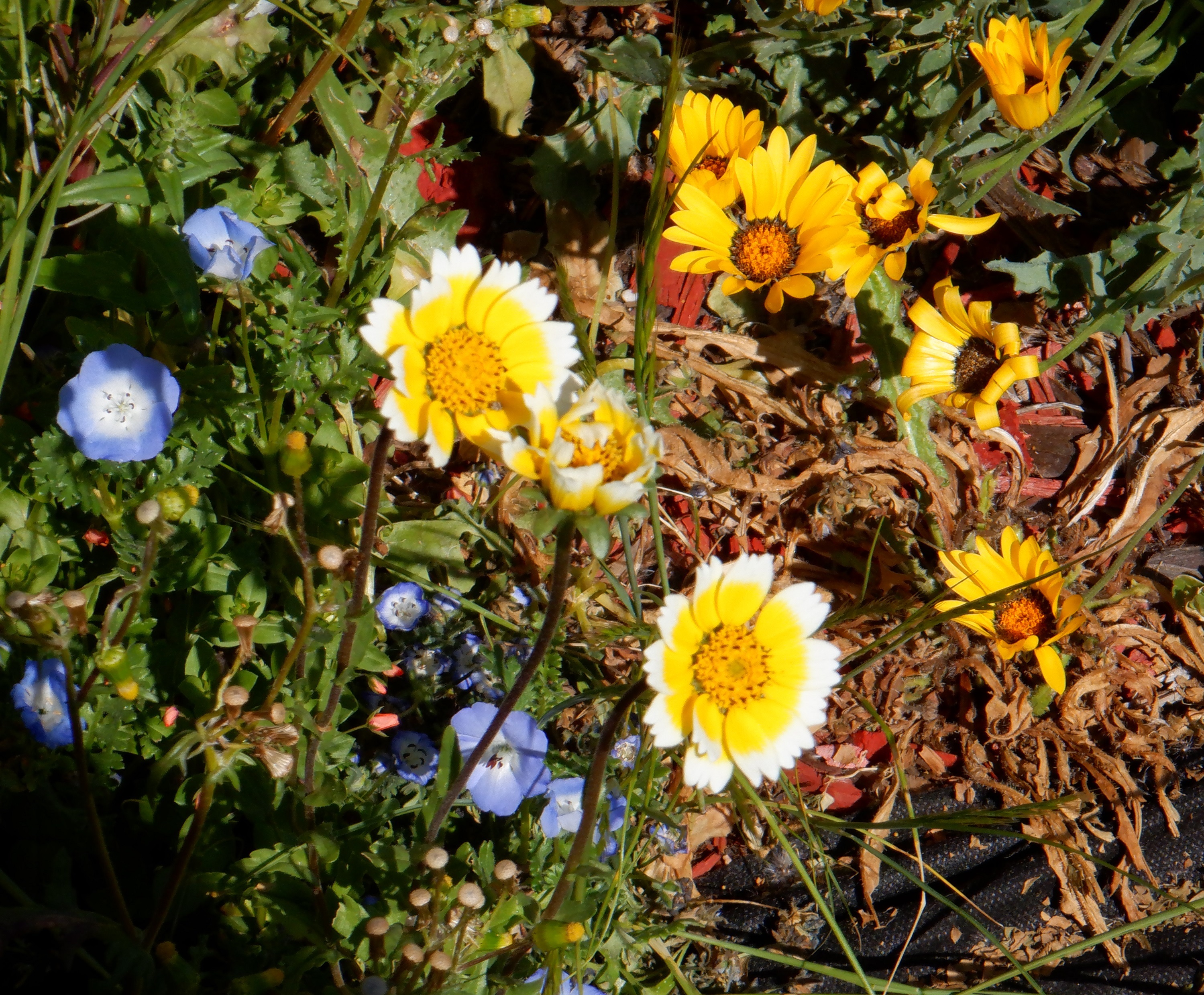 Photo I took on walk to bus 4-15-21 Photo I took on walk to bus 4-15-21