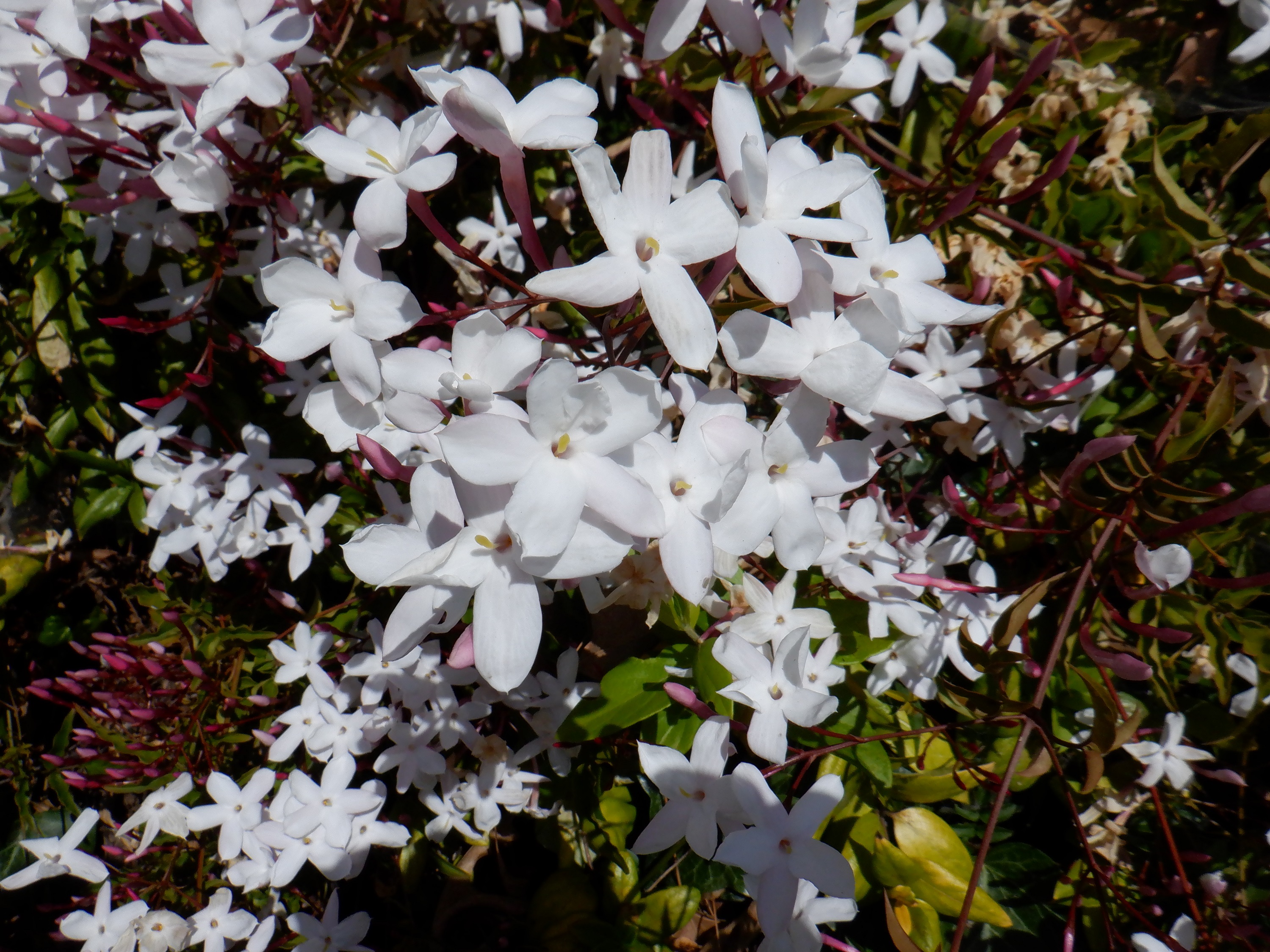 Photo taken by me 4-13-21 