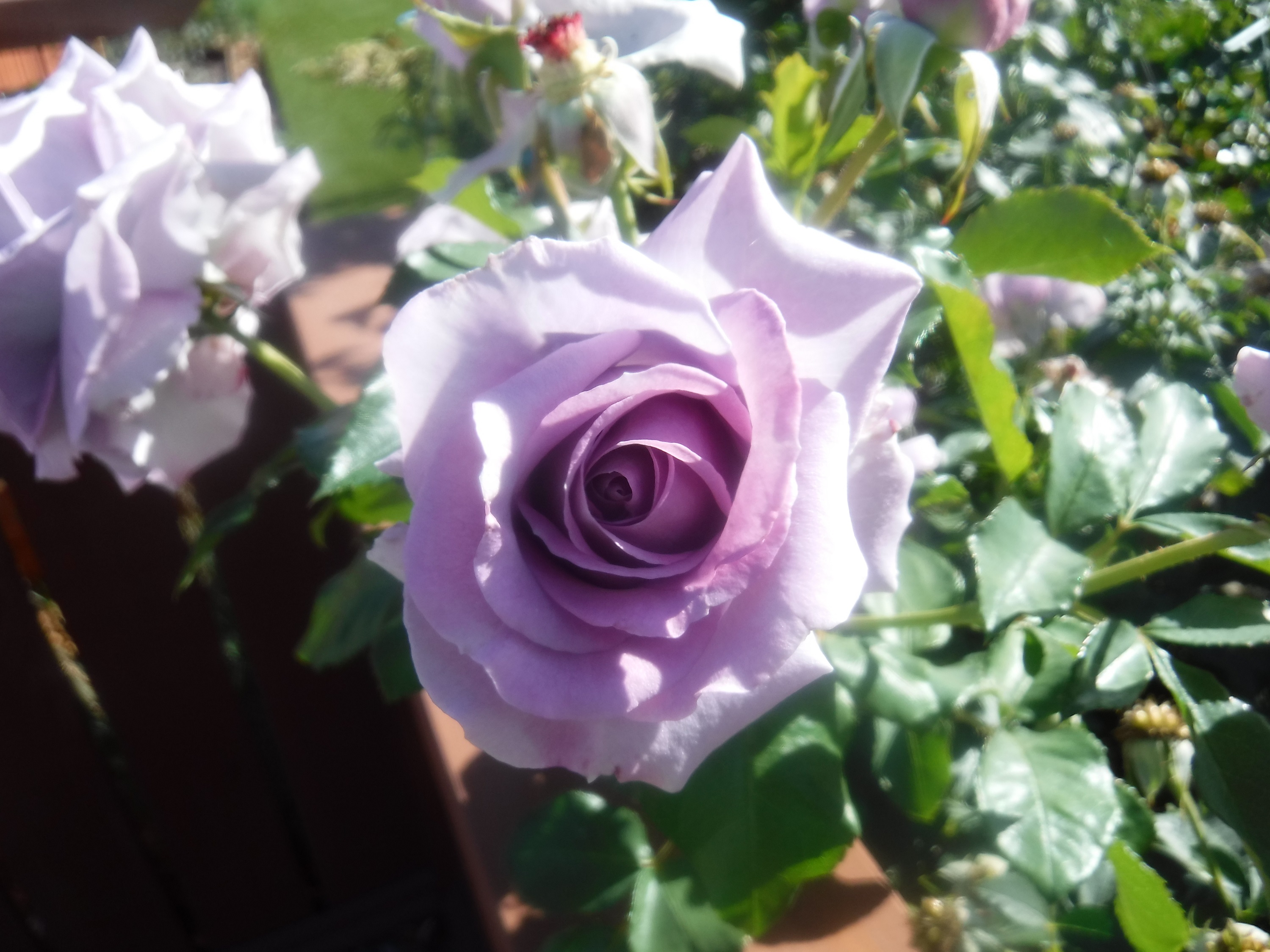 Photo taken by me 11-4-20 Photo taken by me 11-4-20