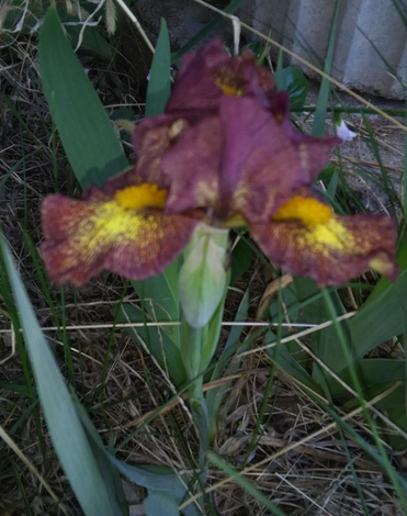A dwarf iris from a friend A dwarf iris from a friend