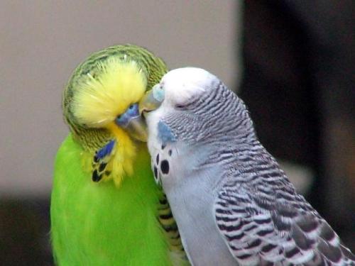Budrises in love - Yellow and grey colored feather birds
