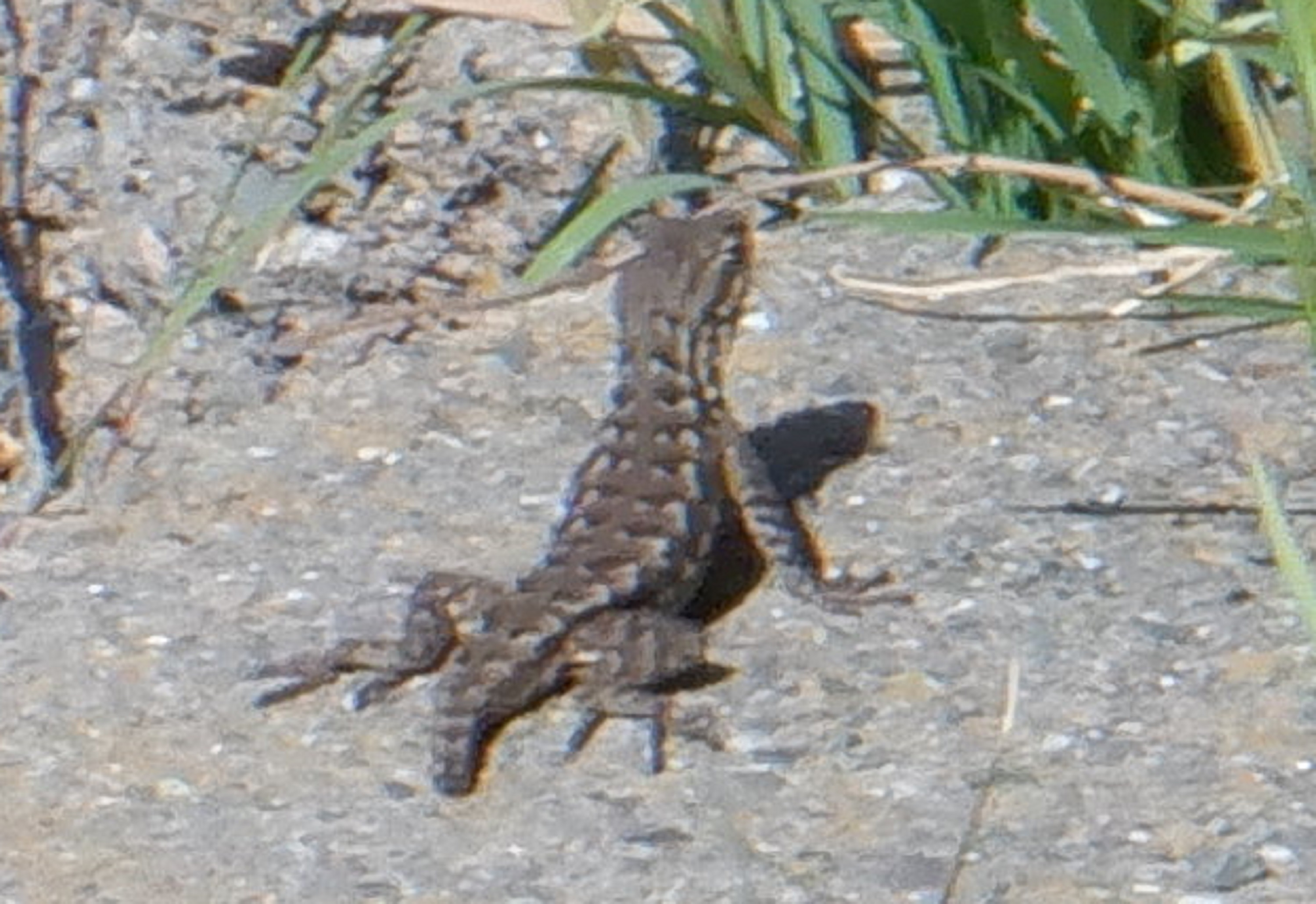 Lizard in my front yard 4-21-21 Lizard in my front yard 4-21-21