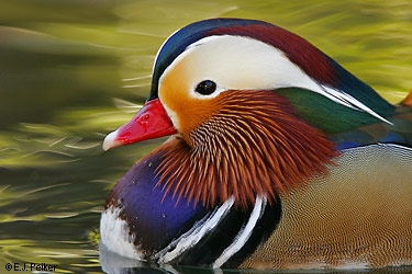 Mandarin bird - Beautiful colored bird