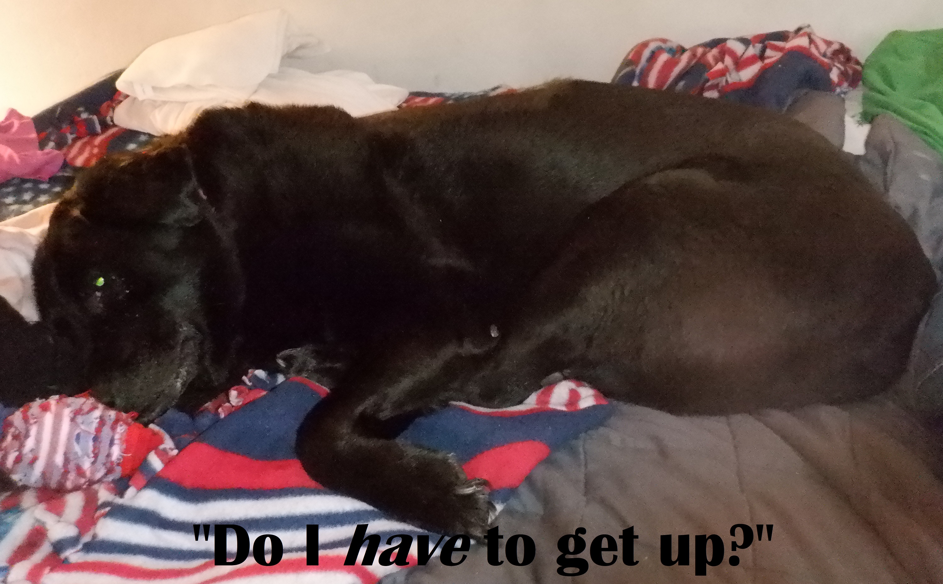 Photo I took of Angel--Added words w Microsoft Paint Photo I took of Angel--Added words w Microsoft Paint