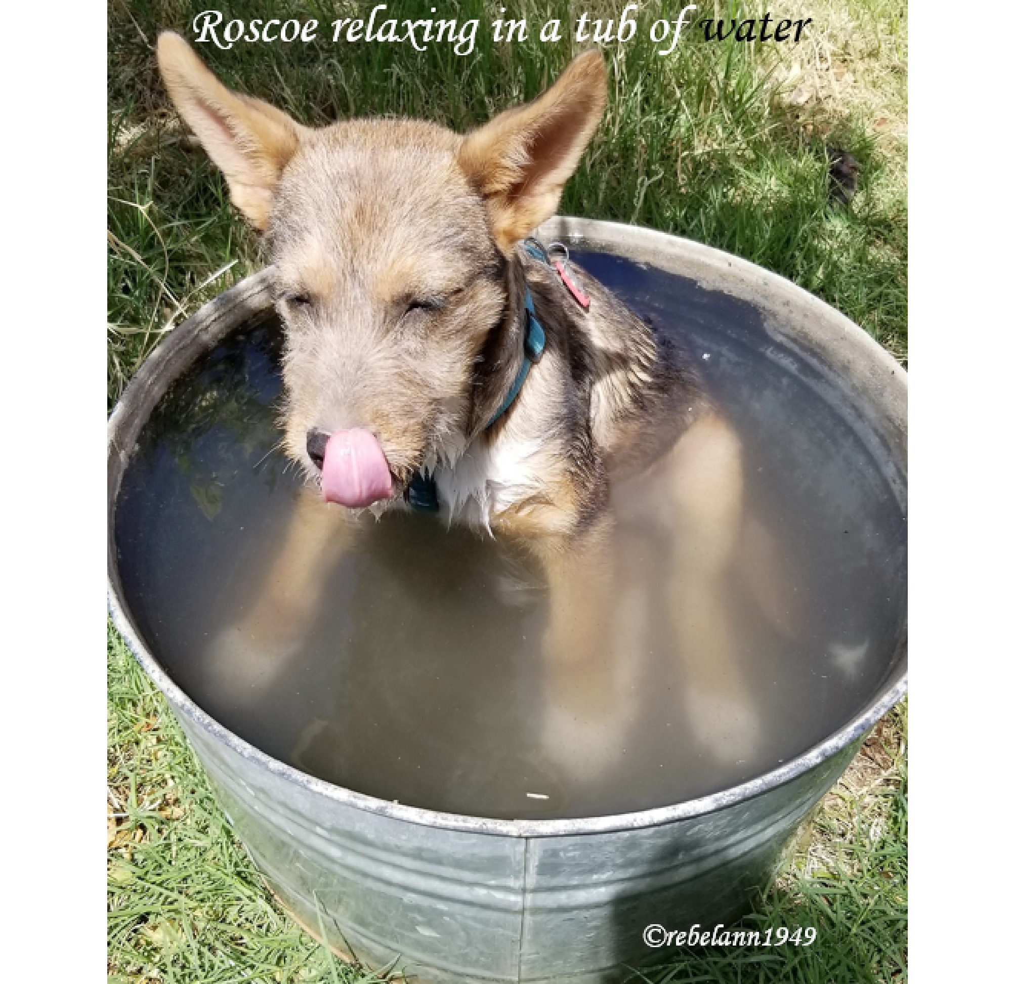 After a romp with the neighbors in dusty hot weather I put him in the tub of water, I think he likes it