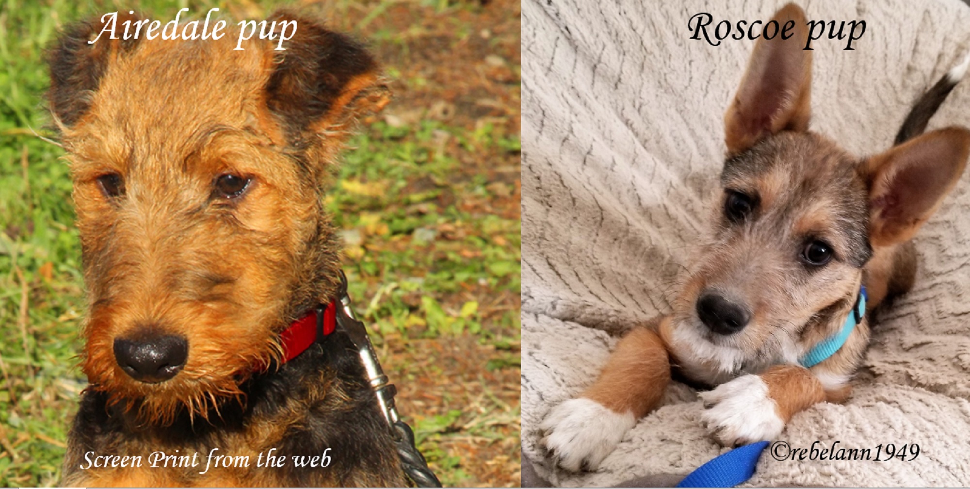 I&#039;m trying to see what kind of Terrier Roscoe is mixed with, do you see Airedale in him?