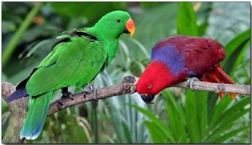 Electus Parrot - A pair of electus parrot, one is yellow and other is blue