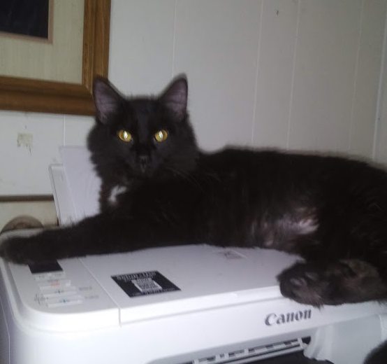 Bibsy likes to lay on the printer Bibsy likes to lay on the printer