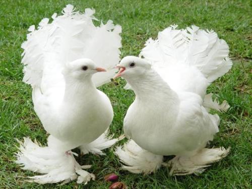 Fantail Pigeon Pair - A pair of fantail pigeon