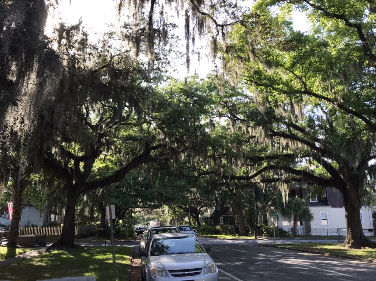 Spanish moss in Savannah, Georgia. Photo taken by and the property of FourWalls. Spanish moss in Savannah, Georgia. Photo taken by and the property of FourWalls.