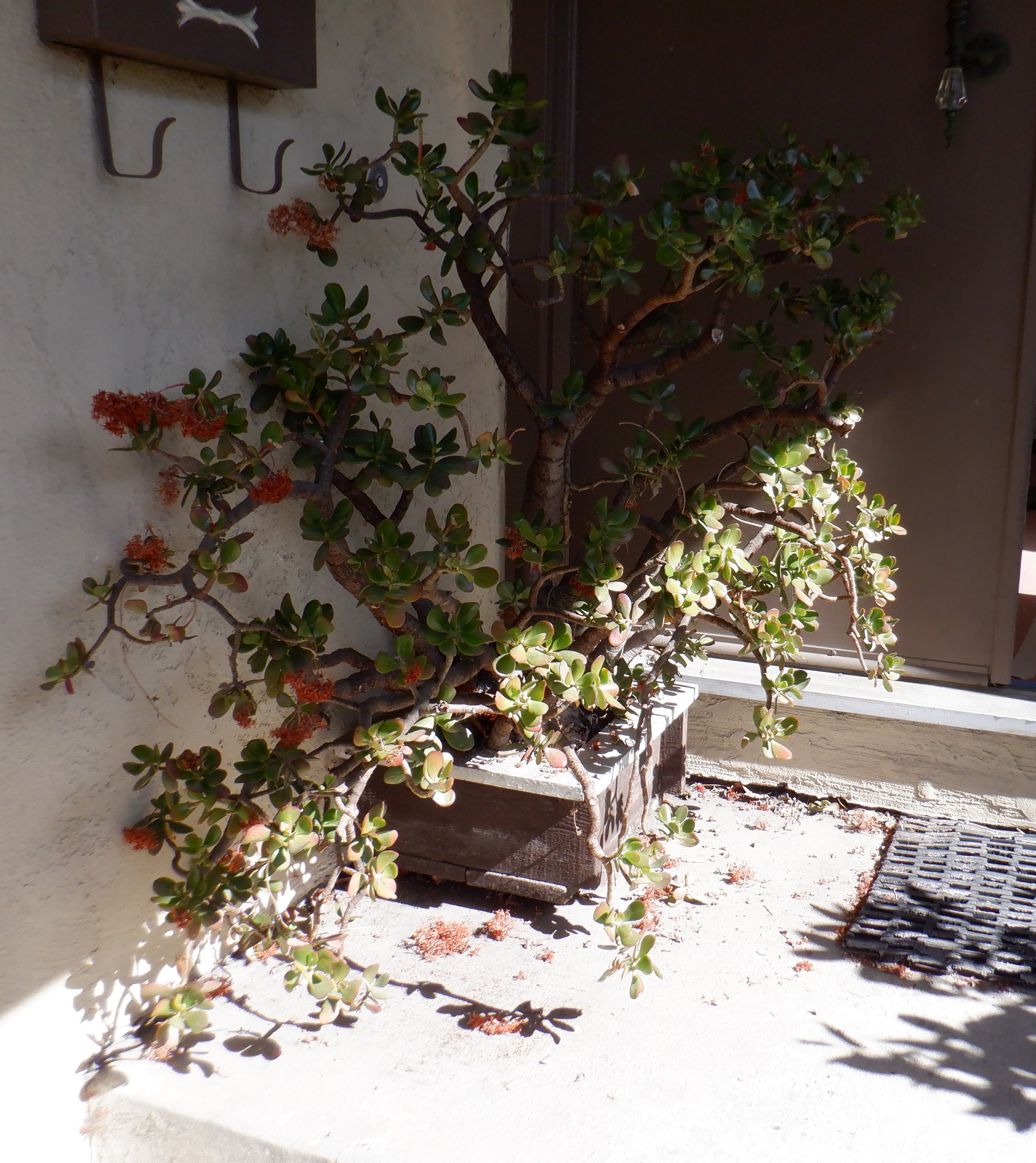 Photo I took of the jade plant on the front porch. Photo I took of the jade plant on the front porch.