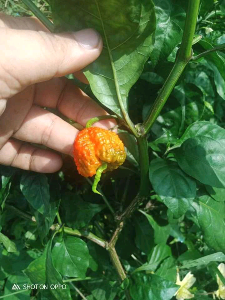 Carolina Reaper from one of my mother plant