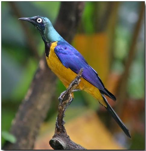 Golden-breasted starling - golden, breasted, starling, bird