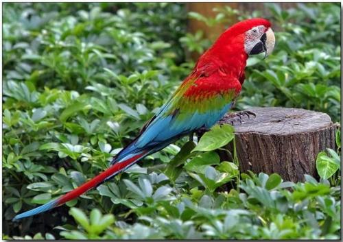 Green-winged Macaw - green-winged macaw