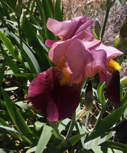 standard plum colored iris.