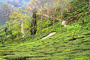 Nature!!! Beautiful Assam,a state of India. - A picture taken from the net. Thats Assam, my birth place.Isn't it beautiful??