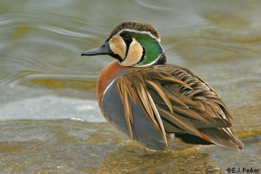 BaikalTeal - Baikal teal, beautiful bird, water