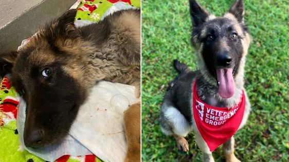 German Shepherd puppy Cora on the road to recovery in Florida German Shepherd puppy Cora on the road to recovery in Florida