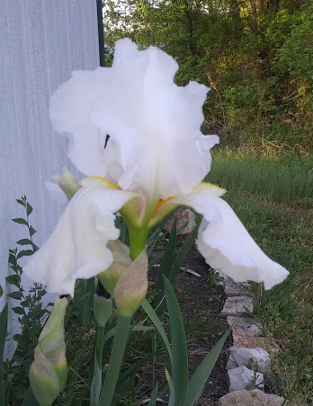 White iris from Mary Ann