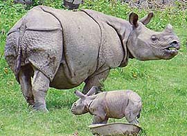 One horned Rhino from Kaziranga. - One horned Rhino from Kaziranga National Park in Assam.