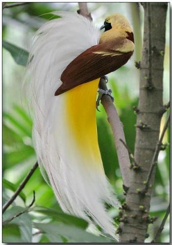 Lesser Bird of Paradise - Lesser bird of paradise, beautiful bird