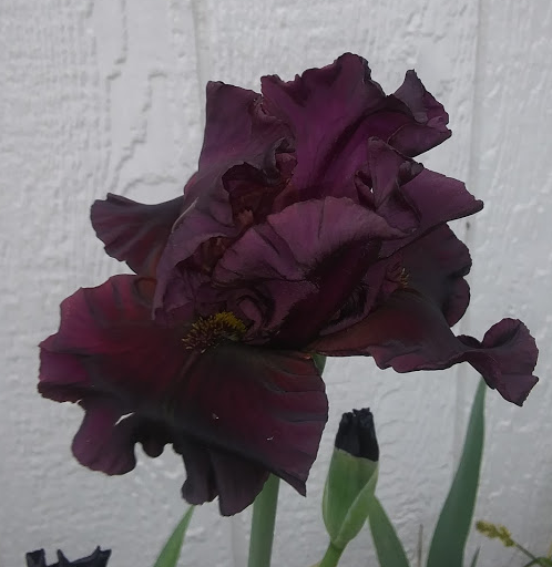 Iris from Mary Ann Iris from Mary Ann