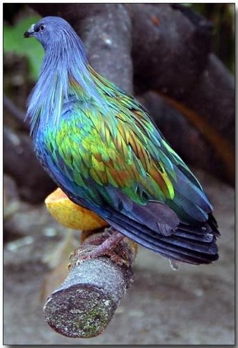 Nicobar Pigeon - Nicobar pigeon, sky blue and golden feather