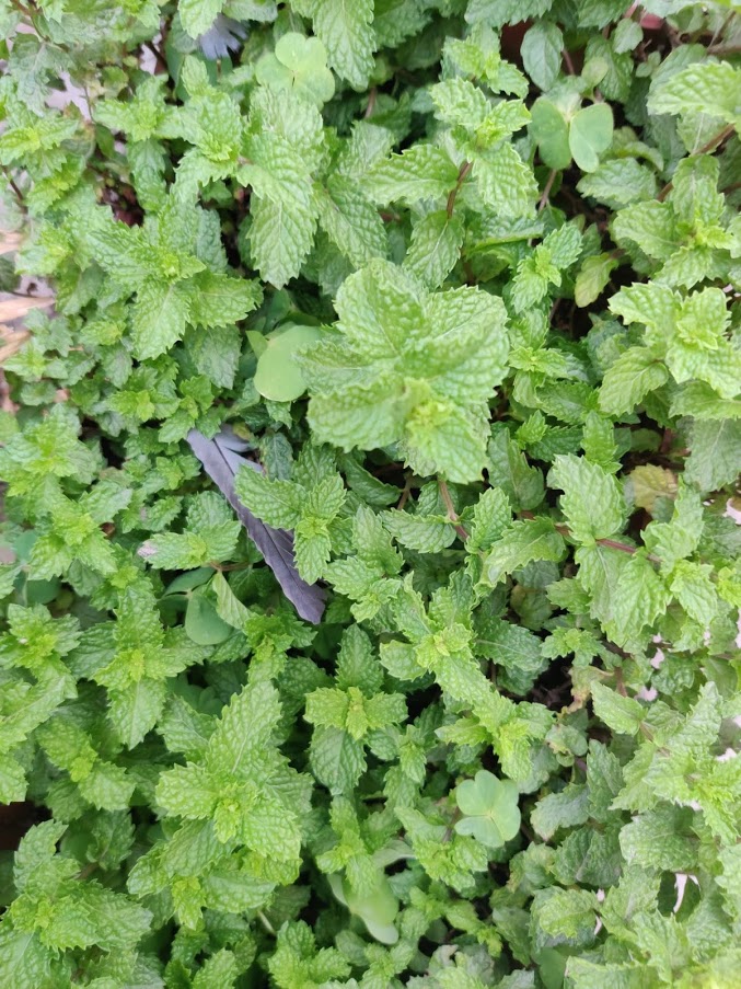 Mint leaves