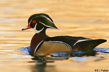 WoodDuck - wood duck,