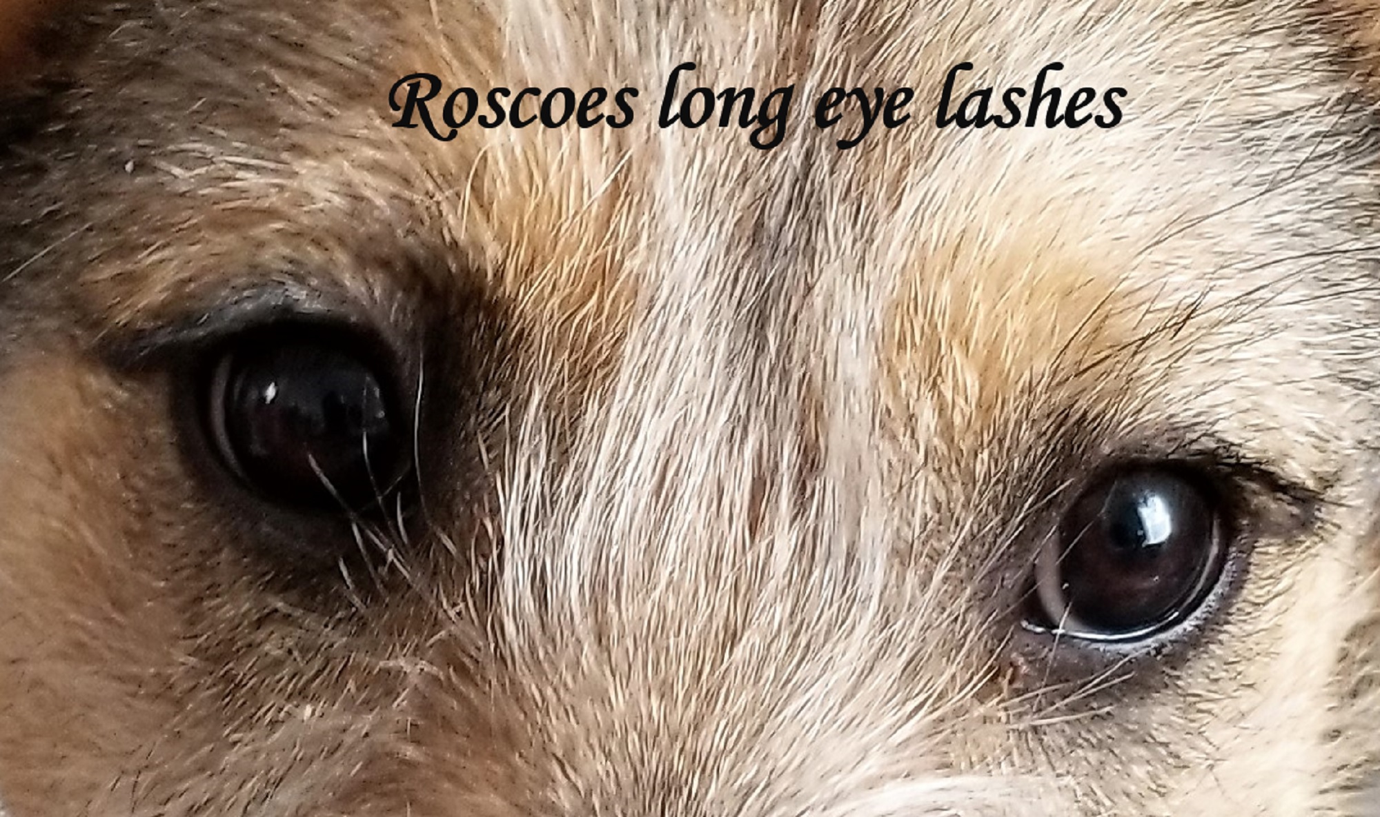 Roscoe has such long lashes