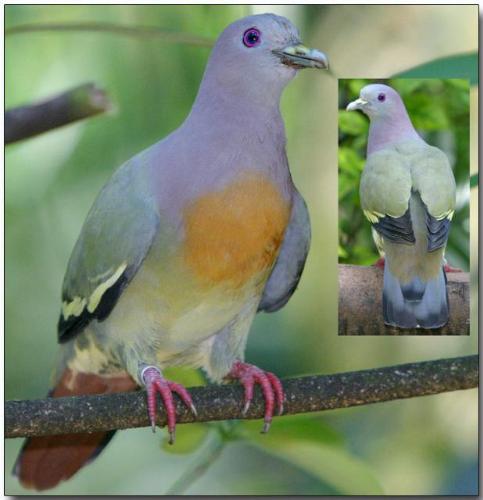 Pink-Necked Green Pigeon - Pink-necked green pigeon