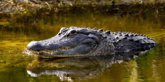 An alligator sighting in a pond in Florida An alligator sighting in a pond in Florida