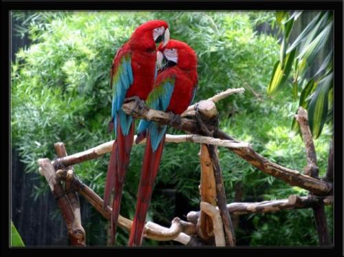Red and Blue Macaw Parrot - Red and blue macaw parrot