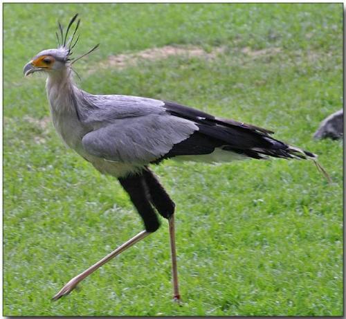Secuirity Bird - Secuirity Bird
