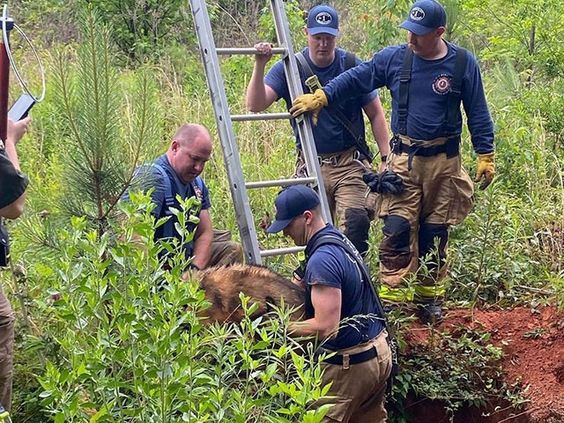 Cobb County firefighters rescue a puppy trapped in a hole