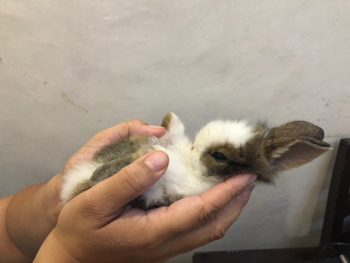 baby charlie baby charlie