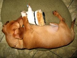 my 7 months old miniature dachshund boy TAKO - Very cute shot... :) He is taking a nap with his favorite friend..lol