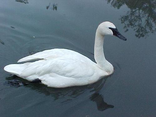 Trumpeter Swan - Trumpeter Swan